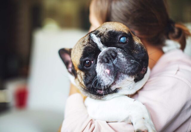 Cane cieco: come prendersene cura e come farlo stare sempre bene