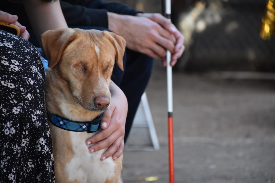 cane senza occhi 