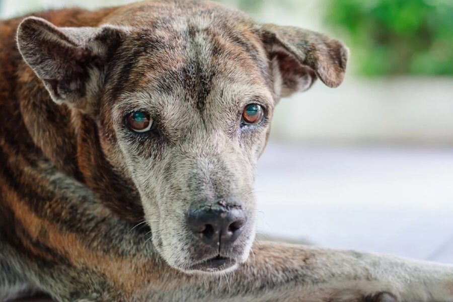 cane anziano che non vede bene