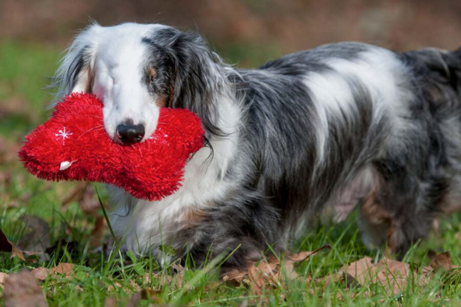 cane cieco che gioca