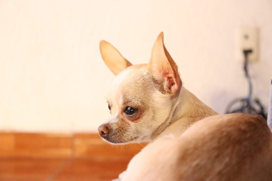 chihuahua triste