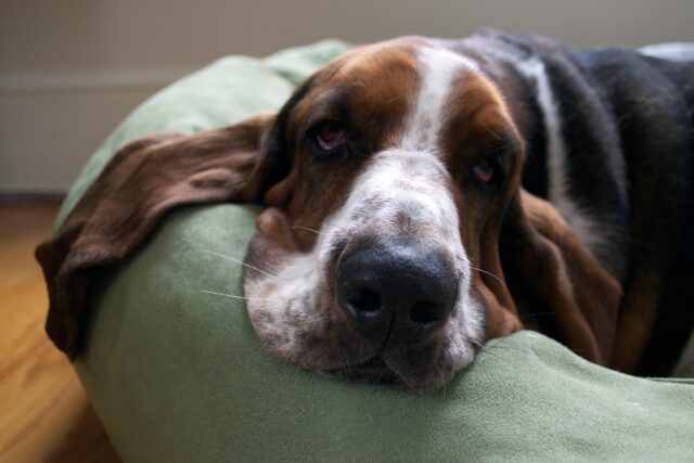 Cane depresso: le cause più comuni