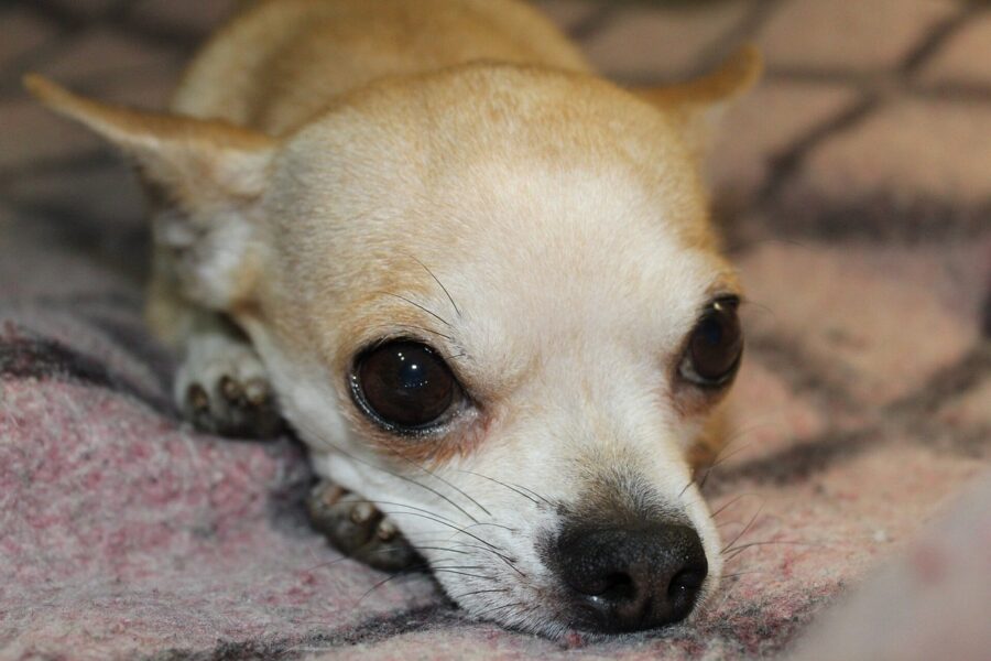 chihuahua che dorme per terra