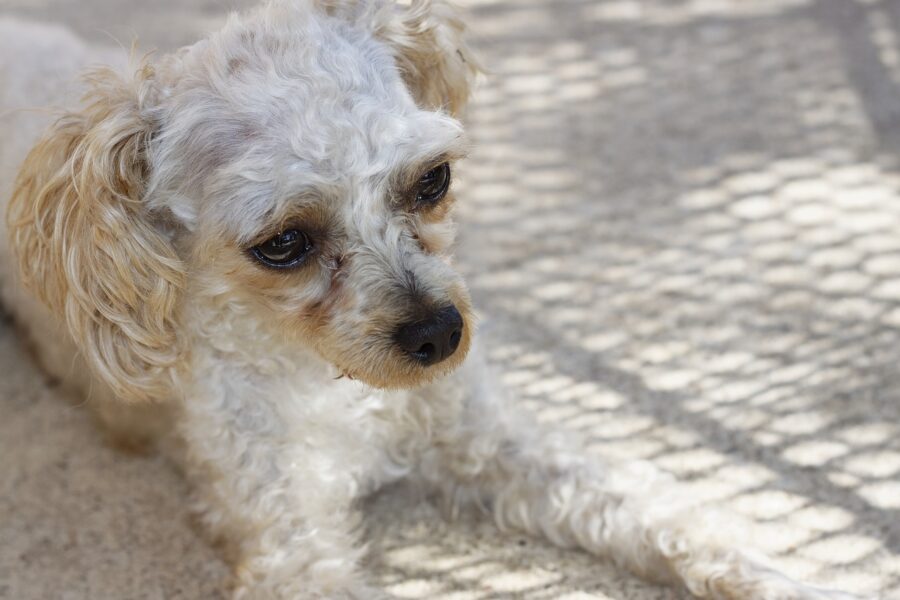 cane bianco riccioluto