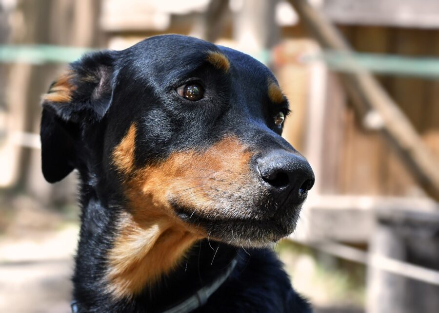 cane nero e marrone