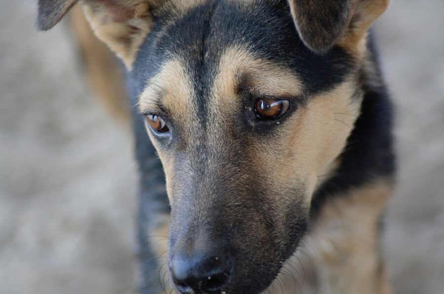 cane molto triste