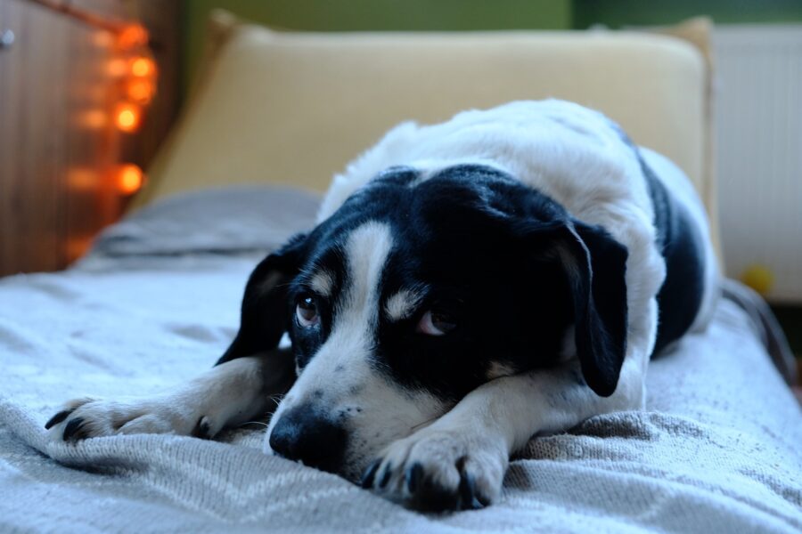 cane sul letto