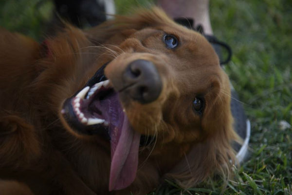 cane dice ti voglio bene