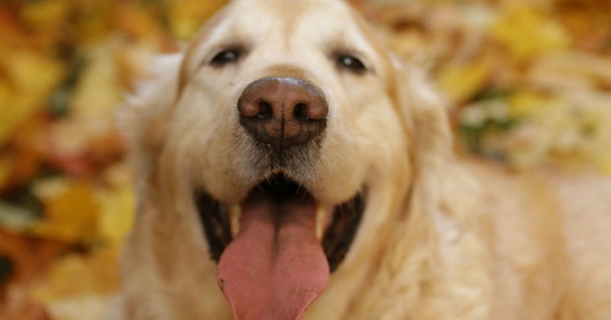 9 modi in cui il cane ti dice “Ti voglio bene”