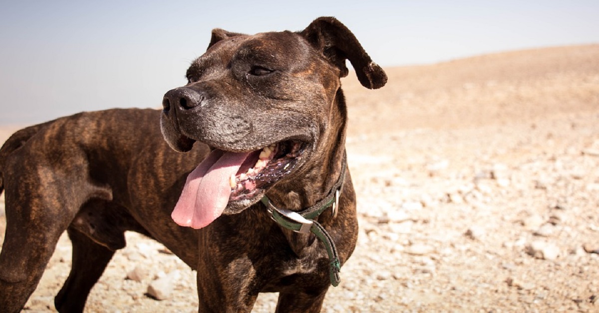 Cane disidratato: segni e come rimediare