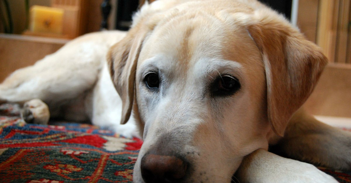 Perché il cane fa la pipì in casa?