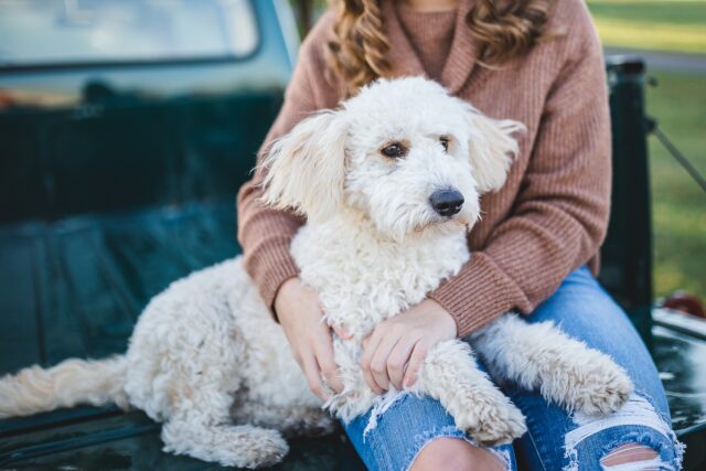 Cosa si può fare con un cane davvero molto geloso?