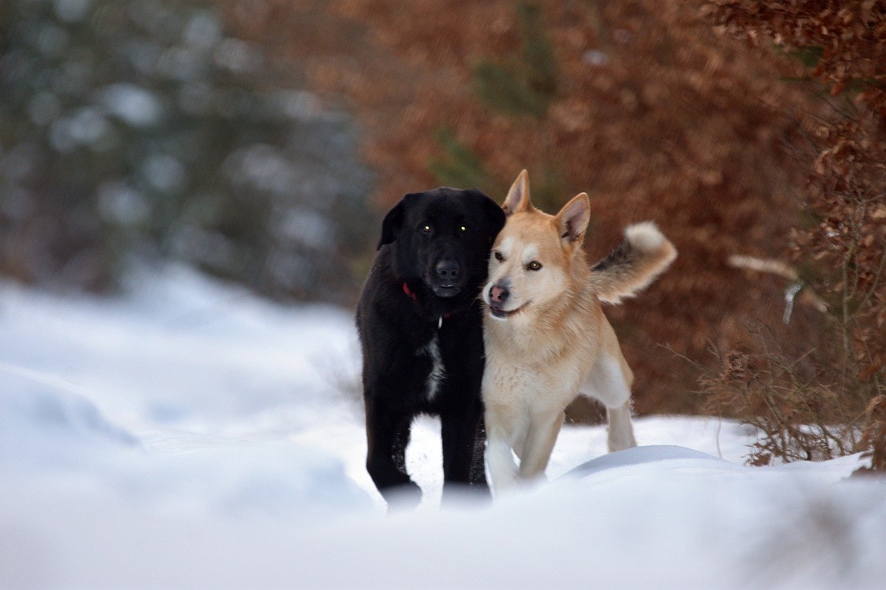 cani si rilassano sulla neve