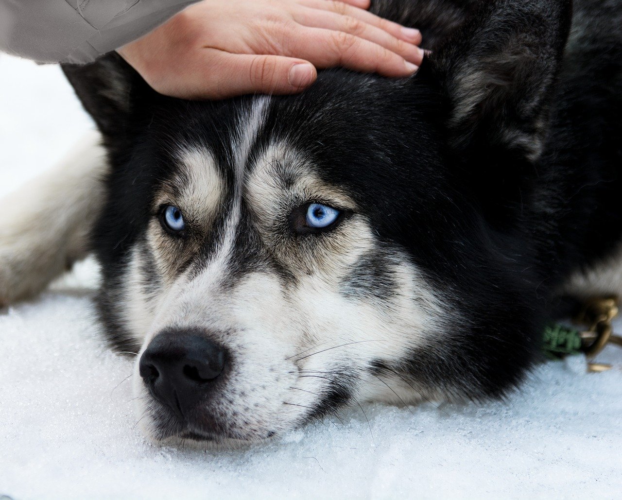 cane prende coccole