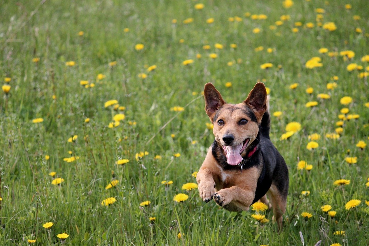 cagnolino corre nell'erba