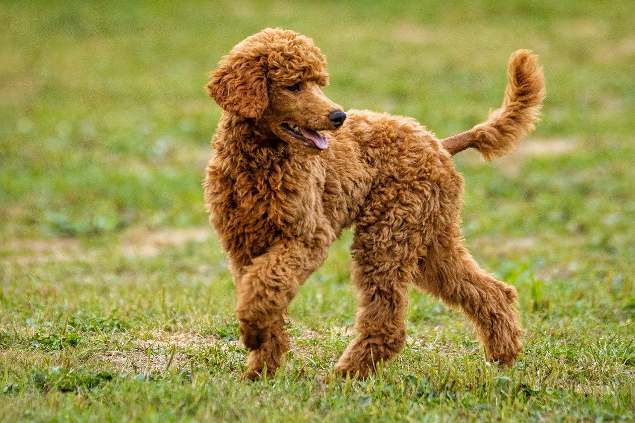 cane pelo riccio si gira