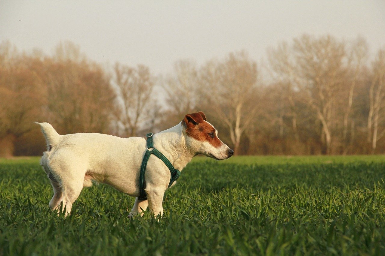 cagnolino gioca nel prato