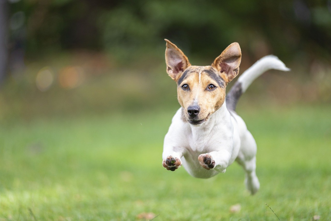 cagnolino si diverte felice