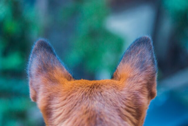 orecchie cagnolino
