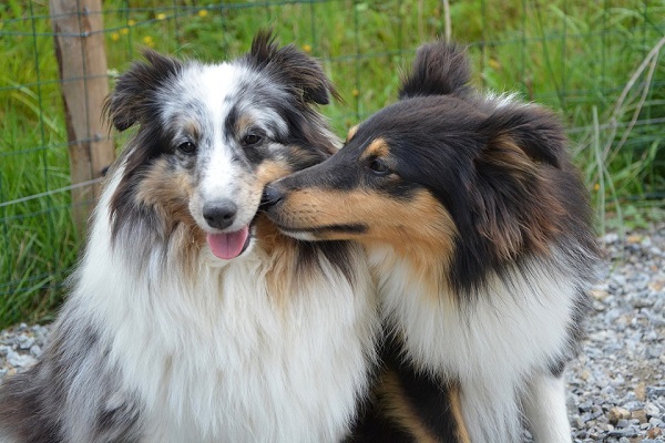 Amore tra cani