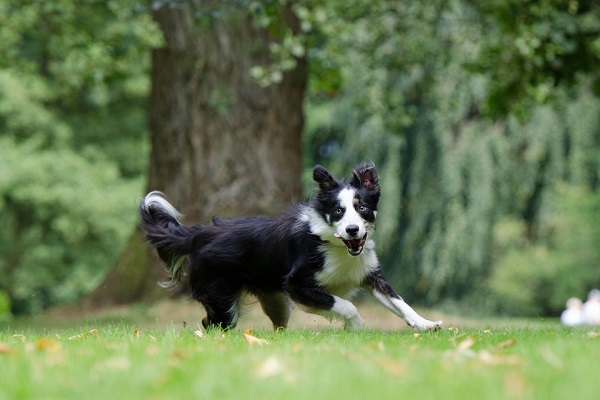 cane che scorrazza su un prato