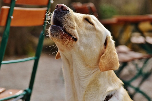 guaito del cane