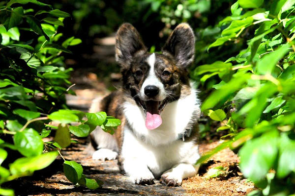 cane accucciato