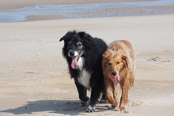 cani camminano sulla sabbia