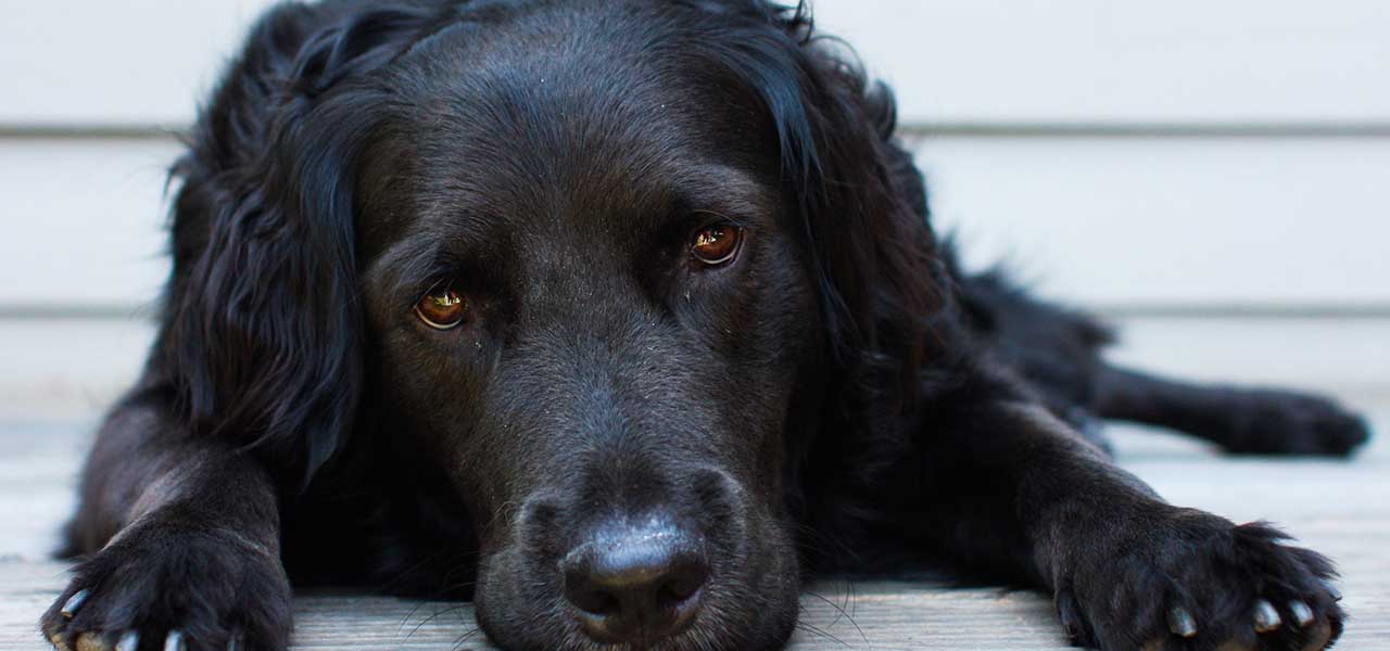 Il cane nero è il meno adottato: i pregiudizi (da eliminare) su di lui