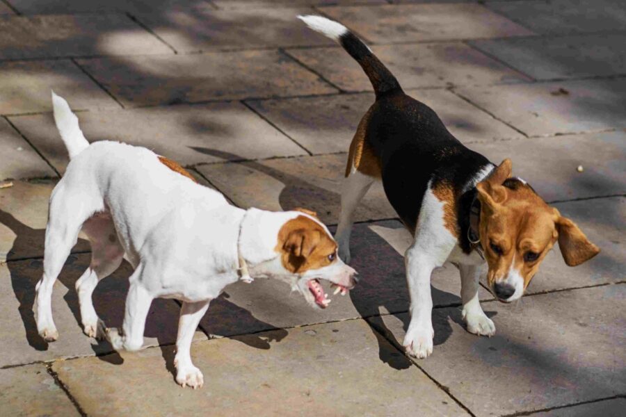 cane ringhia contro un altro cane