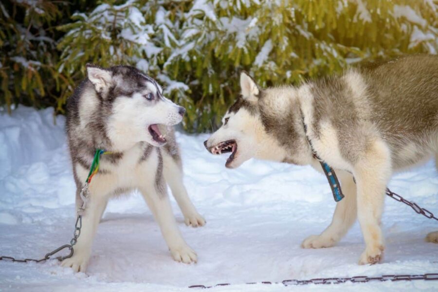 cuccioli di husky che giocano