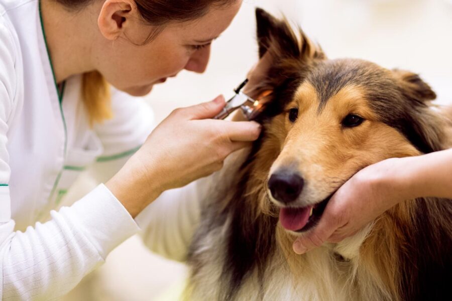 veterinario controlla le orecchie del cane