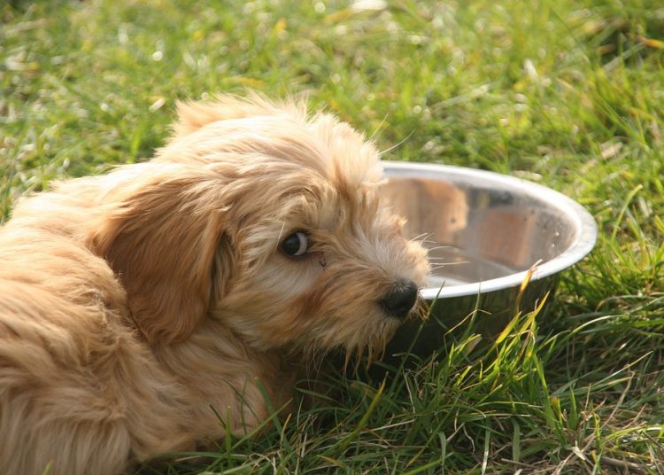 Cane che osserva accanto a una ciotola