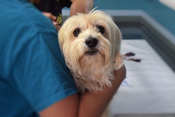 veterinario visita cane