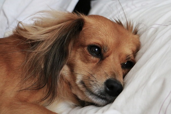 defibrillazione ventricolare nel cane