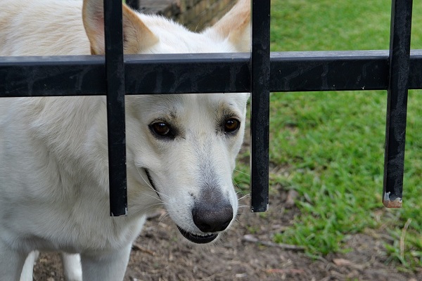 cane impaurito