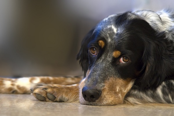 ernia ombelicale nel cane , sintomi