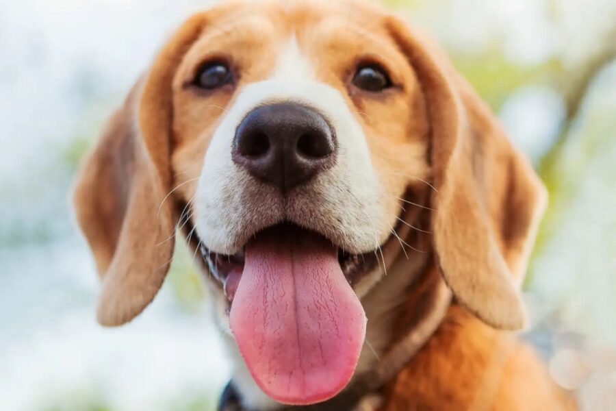 beagle felice
