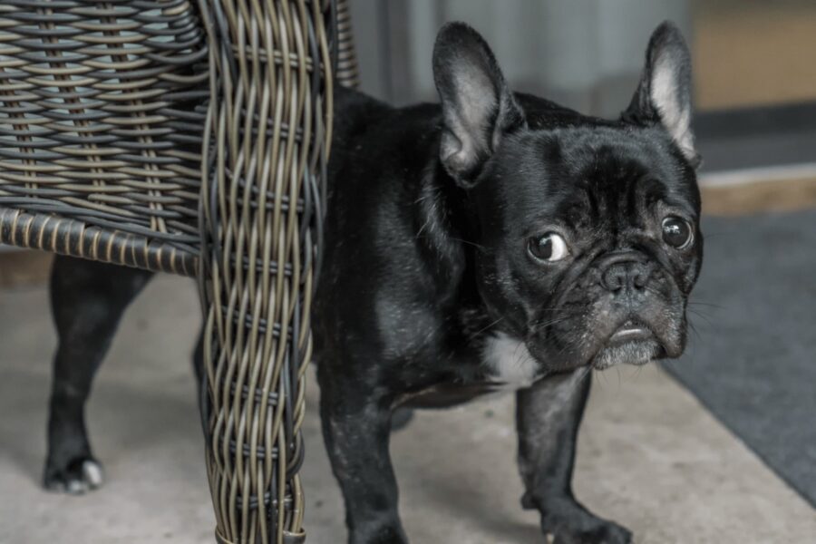 cagnolino nero