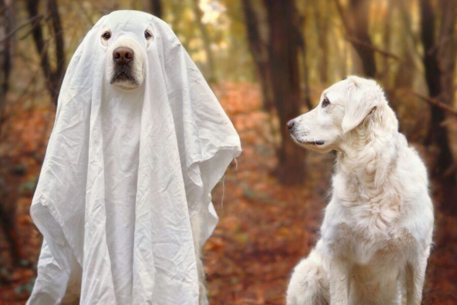 cane e fantasmi