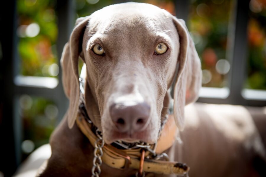 cane weimaraner