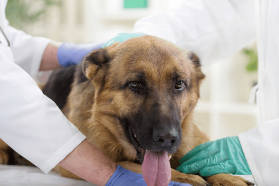 pastore tedesco dal veterinario