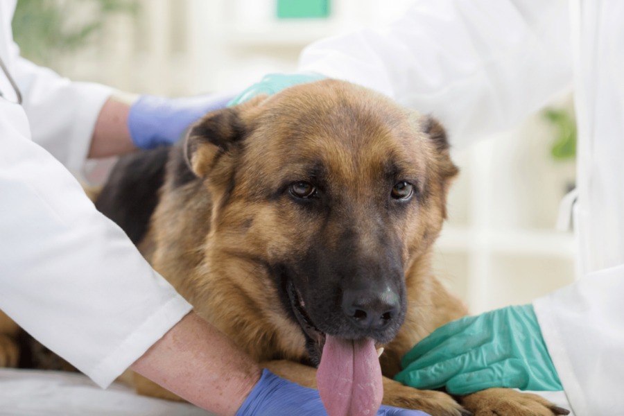 pastore tedesco dal veterinario 