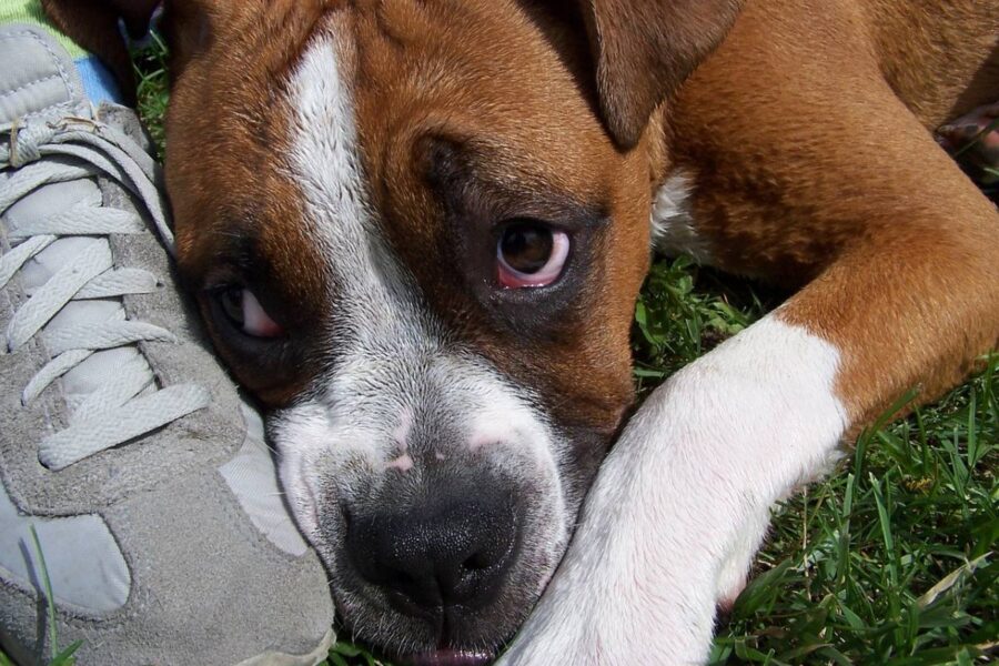 cane ai piedi del padrone