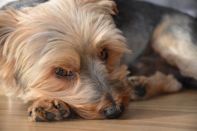 Perché il cane vomita giallo?