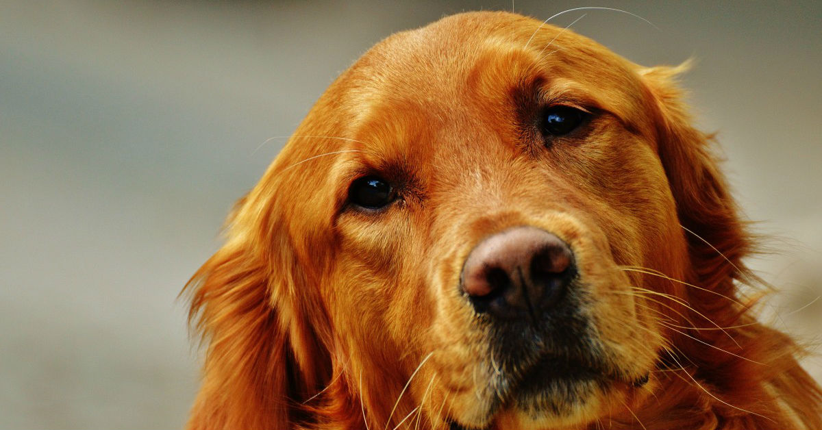 Caneterapia: benefici e privilegi di vivere con un cane