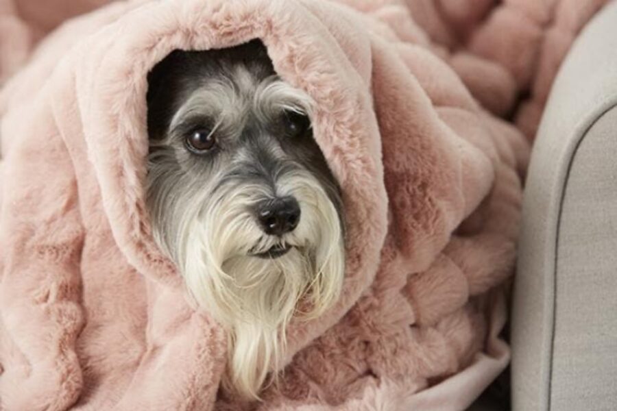 cane avvolto nelle coperte