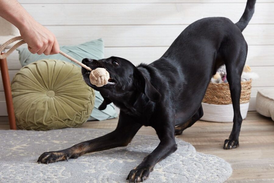 cane nero che gioca