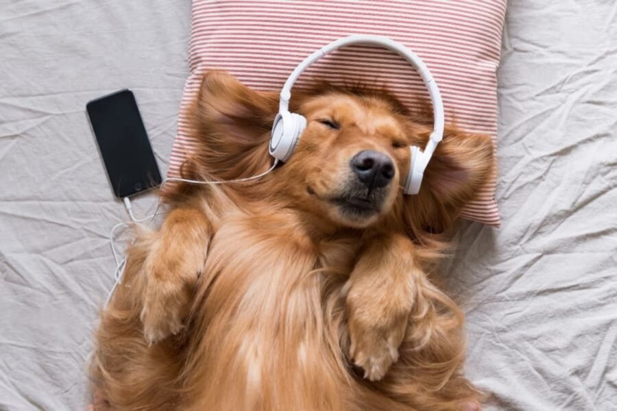 cane che ascolta la musica