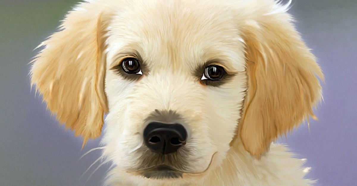 Cani intelligenti le 10 razze più dotate al mondo